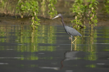 The little blue heron (Egretta caerulea) is a small heron of the genus Egretta. It is a small, darkly colored heron with a two-toned bill. Juveniles are entirely white.