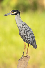 The yellow-crowned night heron (Nyctanassa violacea), is one of two species of night herons found in the Americas, the other one being the black-crowned night heron.