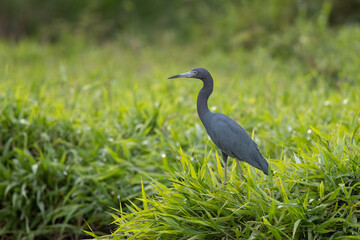 The little blue heron (Egretta caerulea) is a small heron of the genus Egretta. It is a small, darkly colored heron with a two-toned bill. Juveniles are entirely white.