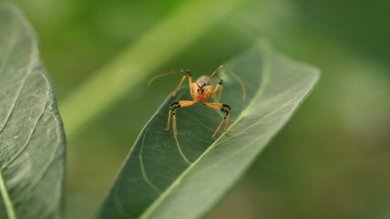 plant pests that are perched on cassava leaves with their two antennas that look dashing