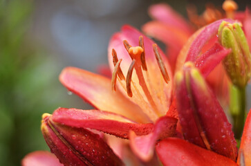 close up of a pink lily