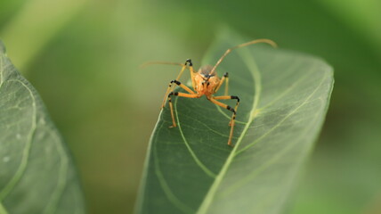 Fototapeta na wymiar plant pests that are perched on cassava leaves with their two antennas that look dashing