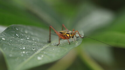 a cricket with a yellow body and brown legs is perched on a leaf with a few dewdrops around it