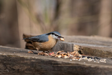 Close up picture of Eurasian nuthatch (Sitta europaea)