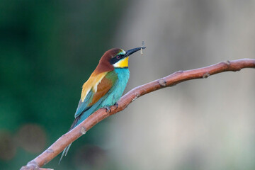 Beautiful nature scene with European bee-eater Merops apiaster. Merops apiaster in the nature habitat.