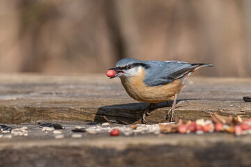 Close up picture of Eurasian nuthatch (Sitta europaea)