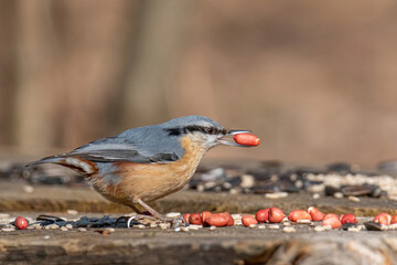 Close up picture of Eurasian nuthatch (Sitta europaea)