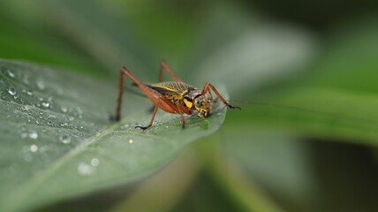 a cricket with a yellow body and brown legs is perched on a leaf with a few dewdrops around it
