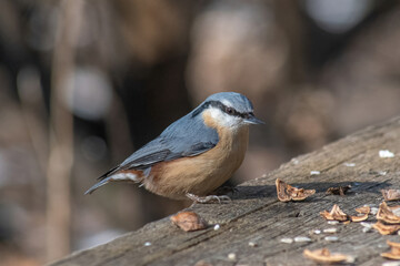 Close up picture of Eurasian nuthatch (Sitta europaea)