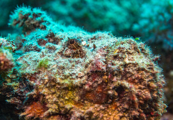 Stone fish close up, Mauritius, Indian ocean
