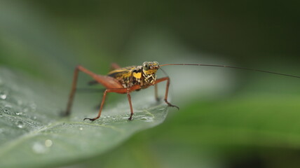 a cricket with a yellow body and brown legs is perched on a leaf with a few dewdrops around it