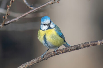 Blue tit (Cyanistes caeruleus or Parus caeruleus) Wildlife photo