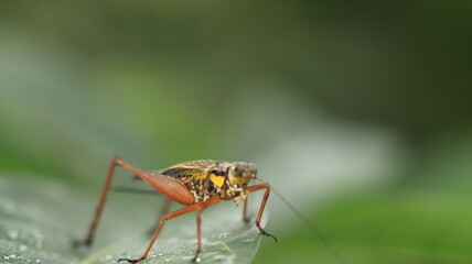a cricket with a yellow body and brown legs is perched on a leaf with a few dewdrops around it