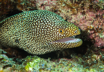 Naklejka na ściany i meble Moray eel close up, Mauritius, Indian ocean