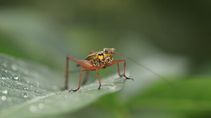 a cricket with a yellow body and brown legs is perched on a leaf with a few dewdrops around it