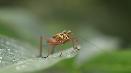 a cricket with a yellow body and brown legs is perched on a leaf with a few dewdrops around it