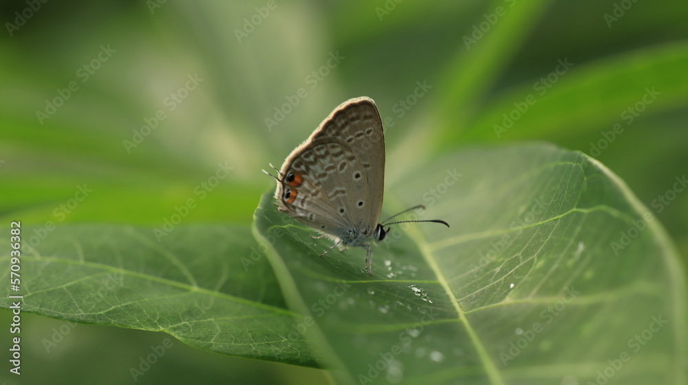 Wall mural a butterfly perched on a leaf with dew drops around it