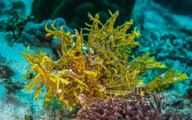 Yellow weedy scorpionfish (Rhinopias frondosa) close up, Mauritius, Indian ocean