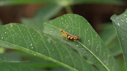 a brown and orange grasshopper perched on a cassava leaf with a few drops of dew around it