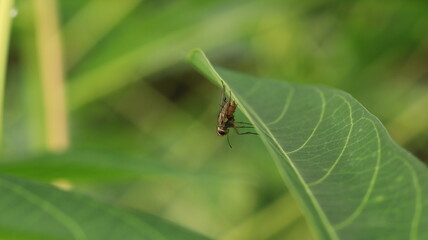 flies perched behind the cassava leaves, as if they were camouflaging