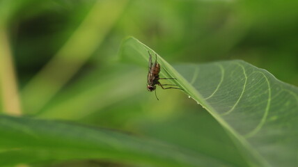 flies perched behind the cassava leaves, as if they were camouflaging