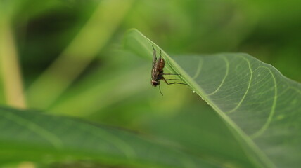 flies perched behind the cassava leaves, as if they were camouflaging