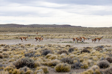 Fototapeta na wymiar Herd of Guanacos in the Parque Patagonia in Argentina, South America