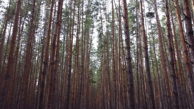 Beautiful old pine forest with rows of slender trees.