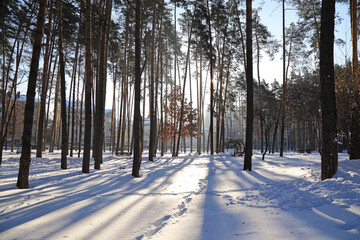 incredible winter landscape with snow and forest