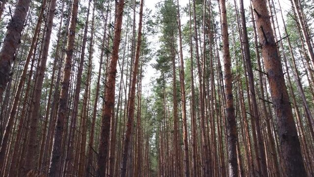 Beautiful pine forest with rows of tall trees.