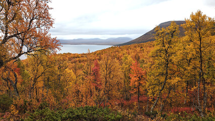 Forest in mountain area with orange autumn colors