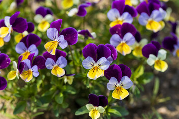 紫と黄色のビオラの花