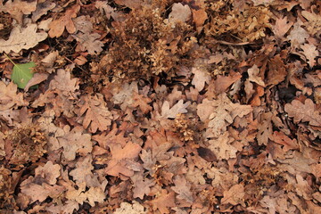 Brown Dry Oak Leaves and Hydrangea Flowers on the Ground