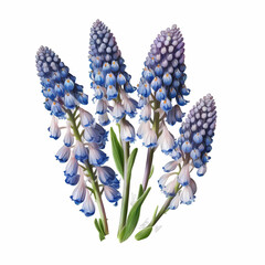 Obraz na płótnie Canvas blue hyacinth isolated on white