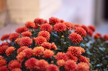 red and yellow chrysanthemum