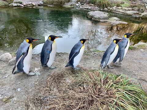 Gruppe von Pinguine - Königspinguin / Kaiserpinguin am Wasser und Eis, Pinguin Kolonie 