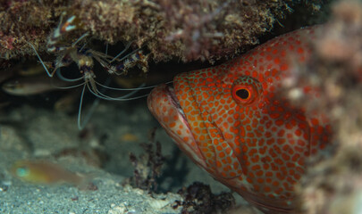 Red spotted fish and cleaner shrimp, Mauritius, Indian ocean