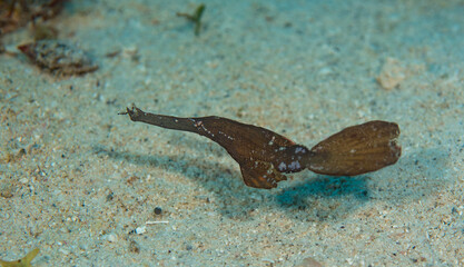 Ghost pipefish (Solenostomus) on a sandy bottom, Mauritius, Indian ocean