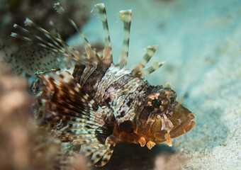 Fototapeta na wymiar Colorful Lion fish on a sandy bottom close up, Mauritius, Indian ocean