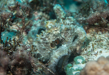 Octopus  skin structure, Mauritius, Indian ocean