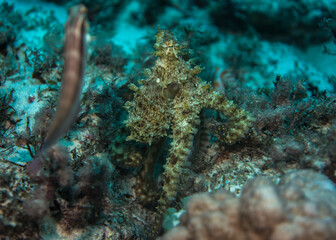 Naklejka na ściany i meble Octopus standing skin structure, Mauritius, Indian ocean