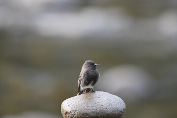 Black Phoebe