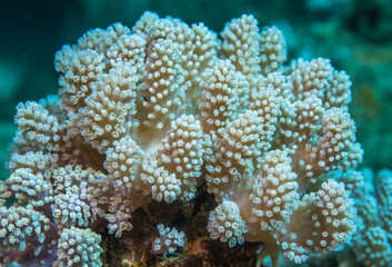 Fototapeta na wymiar White soft coral, Mauritius, Indian ocean