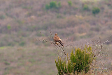 hawk looking around on dry branch, Common Buzzard, Buteo buteo