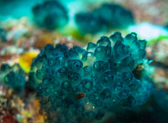 Fototapeta na wymiar Blue coral, Mauritius, Indian ocean