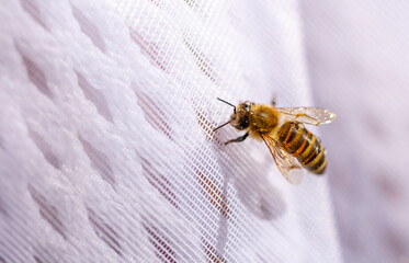 A bee on a man's clothes close-up. A bite of an insect. The bee crawls on the fabric.