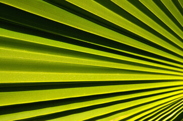 Abstract green palm tree leaf texture close up.Bright tropical natural background with copy space for design.Summer vacation concept. Selective focus