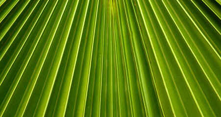 Obraz premium Abstract green palm tree leaf texture close up.Bright tropical natural background with copy space for design.Summer vacation concept. Selective focus