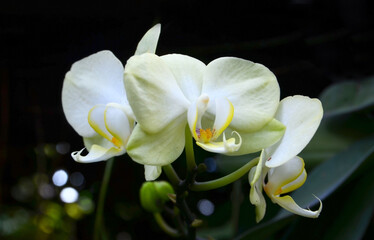 Naklejka na ściany i meble Phalaenopsis orchid with light yellow flowers on a dark background growing in the garden of Tenerife,Canary Islands,Spain.Tropical plants, houseplants or nature concept for design.Selective focus.
