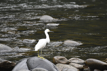 Snowy Egret